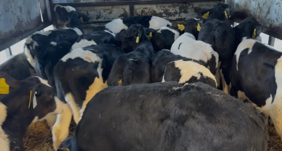 Large selection of Friesian bull calves available - Image 2