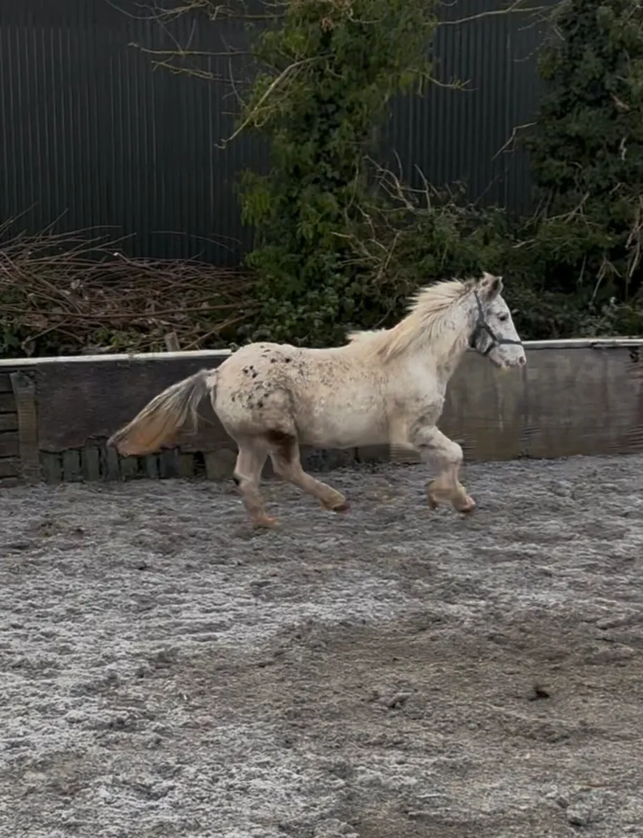 QUIET, AGED LEAD-REIN/ PET PONY - Image 1