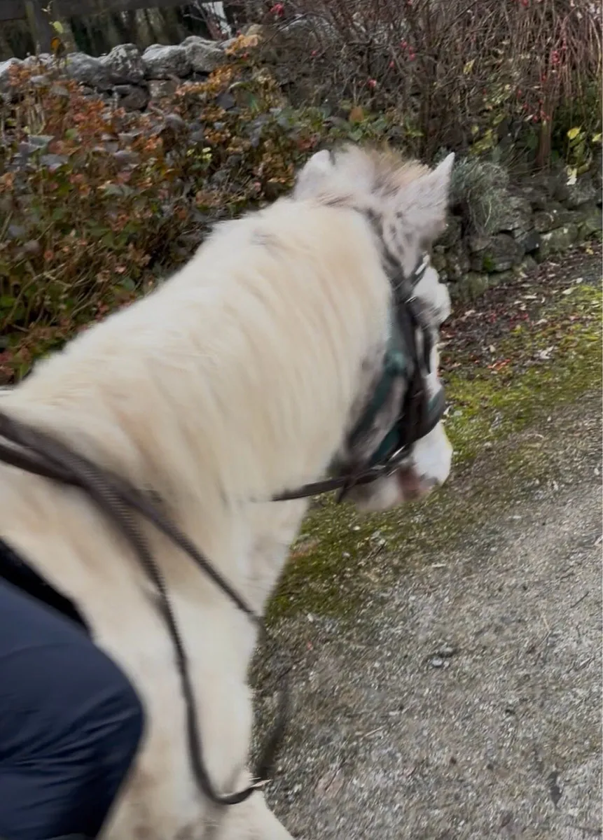 QUIET, AGED LEAD-REIN/ PET PONY - Image 2