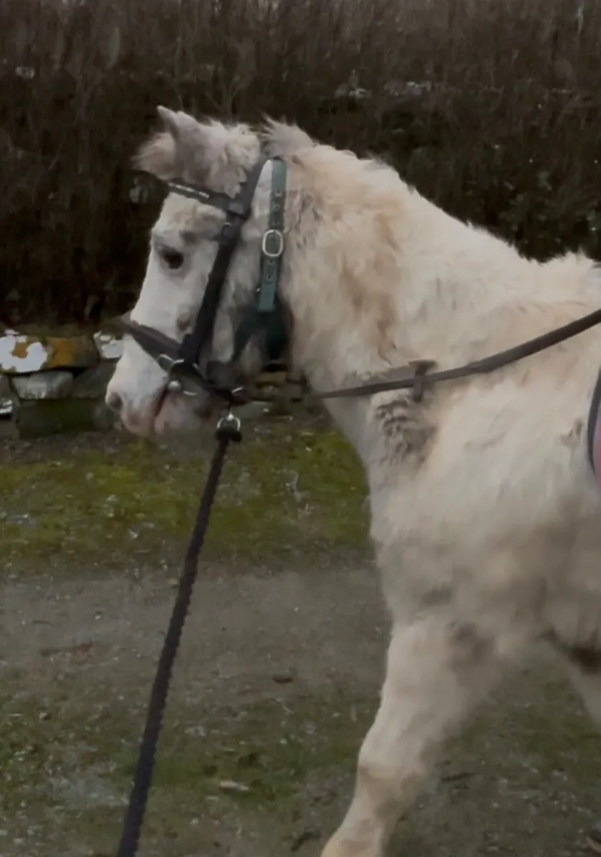 QUIET, AGED LEAD-REIN/ PET PONY - Image 3