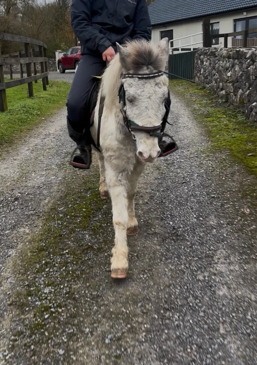 QUIET, AGED LEAD-REIN/ PET PONY - Image 4