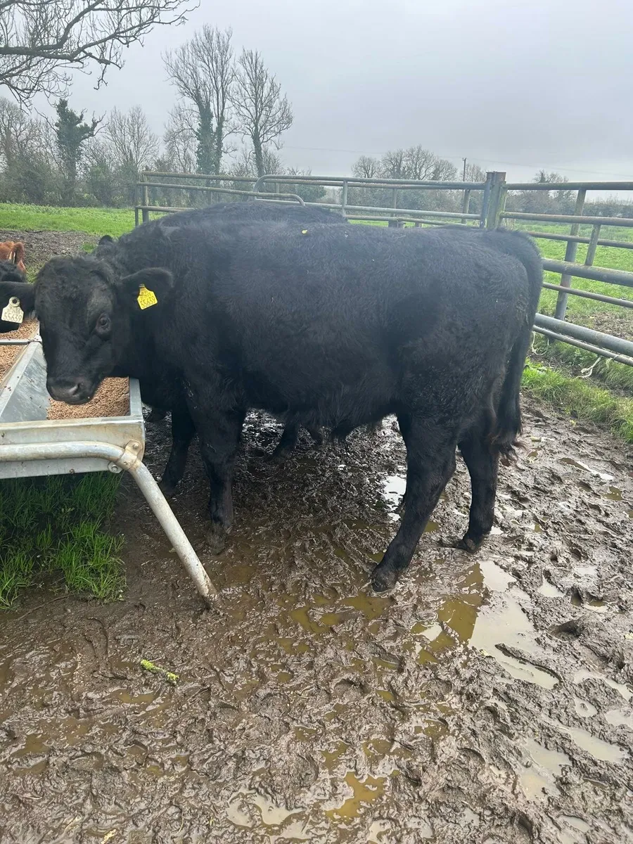 Bull Weanlings - Image 1