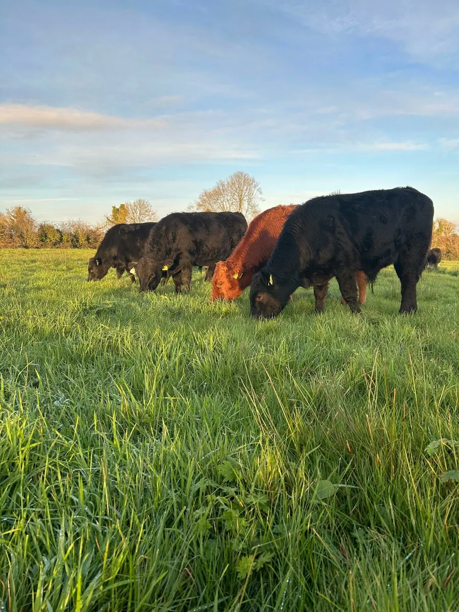 Bull Weanlings - Image 2
