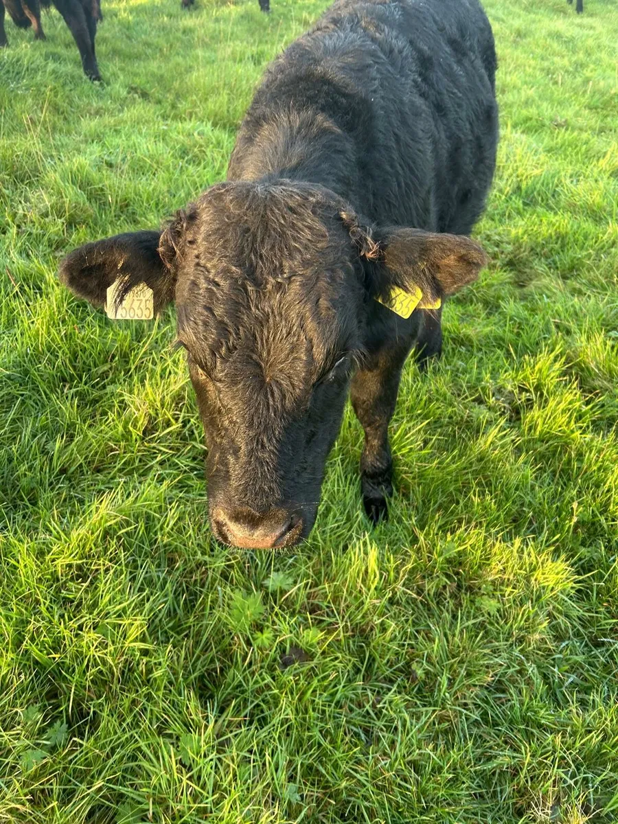 Bull Weanlings - Image 3