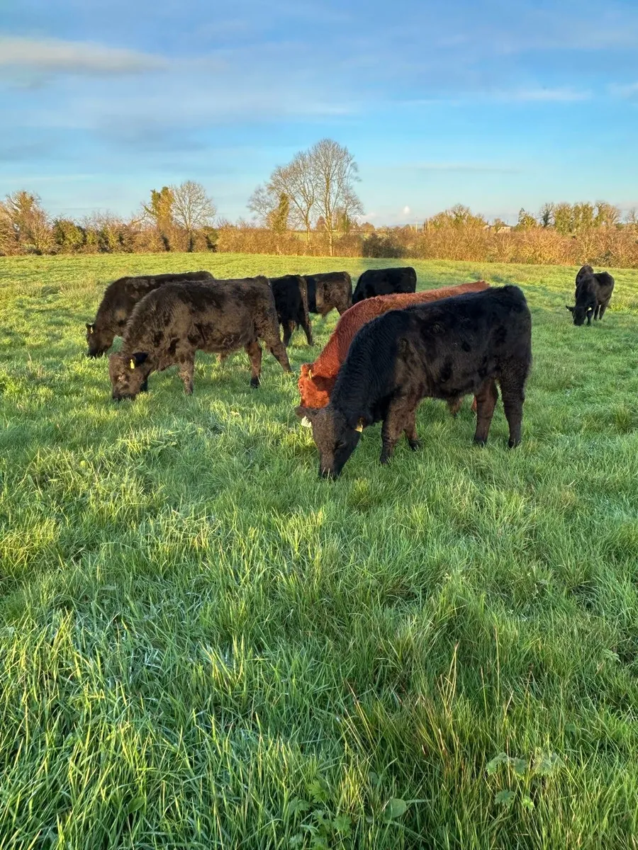 Bull Weanlings - Image 4