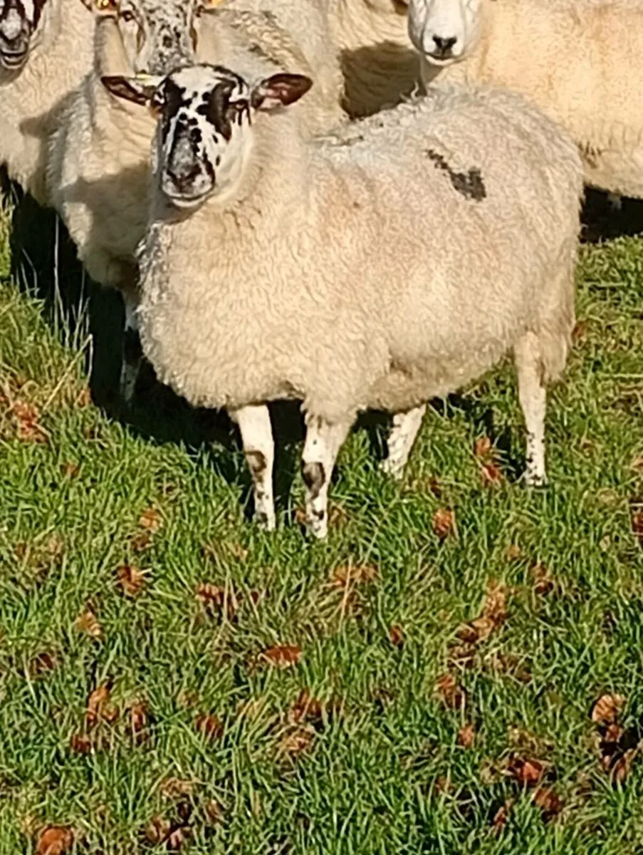 Ewes inlamb - Image 1