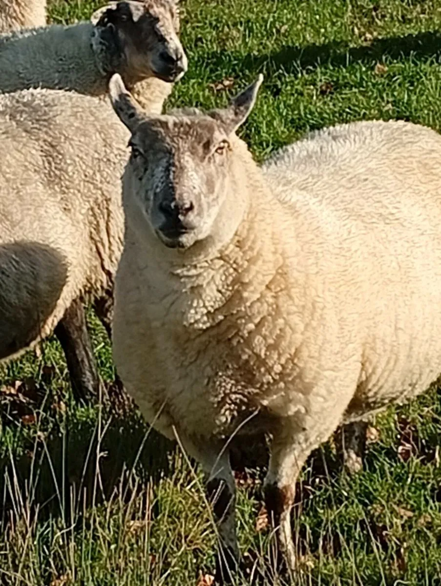 Ewes inlamb - Image 2