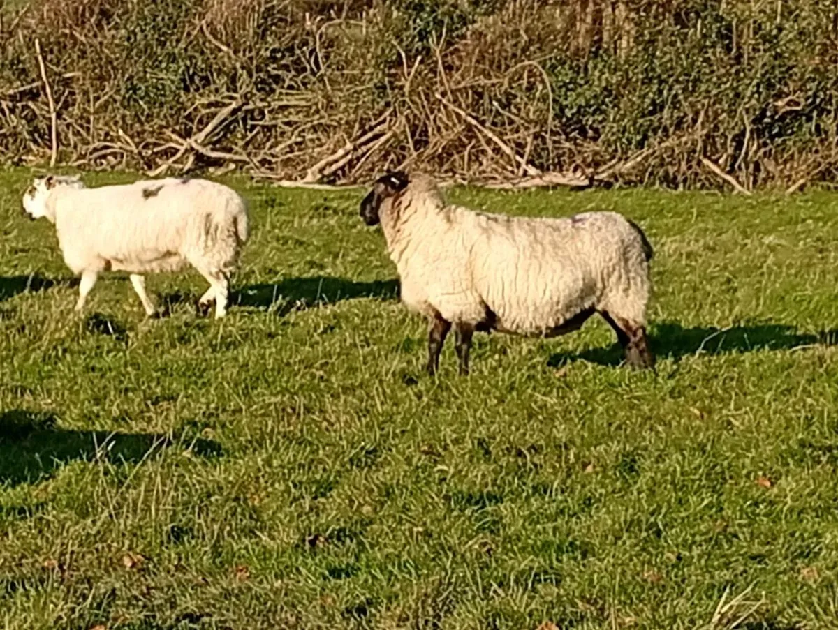 Ewes inlamb - Image 3