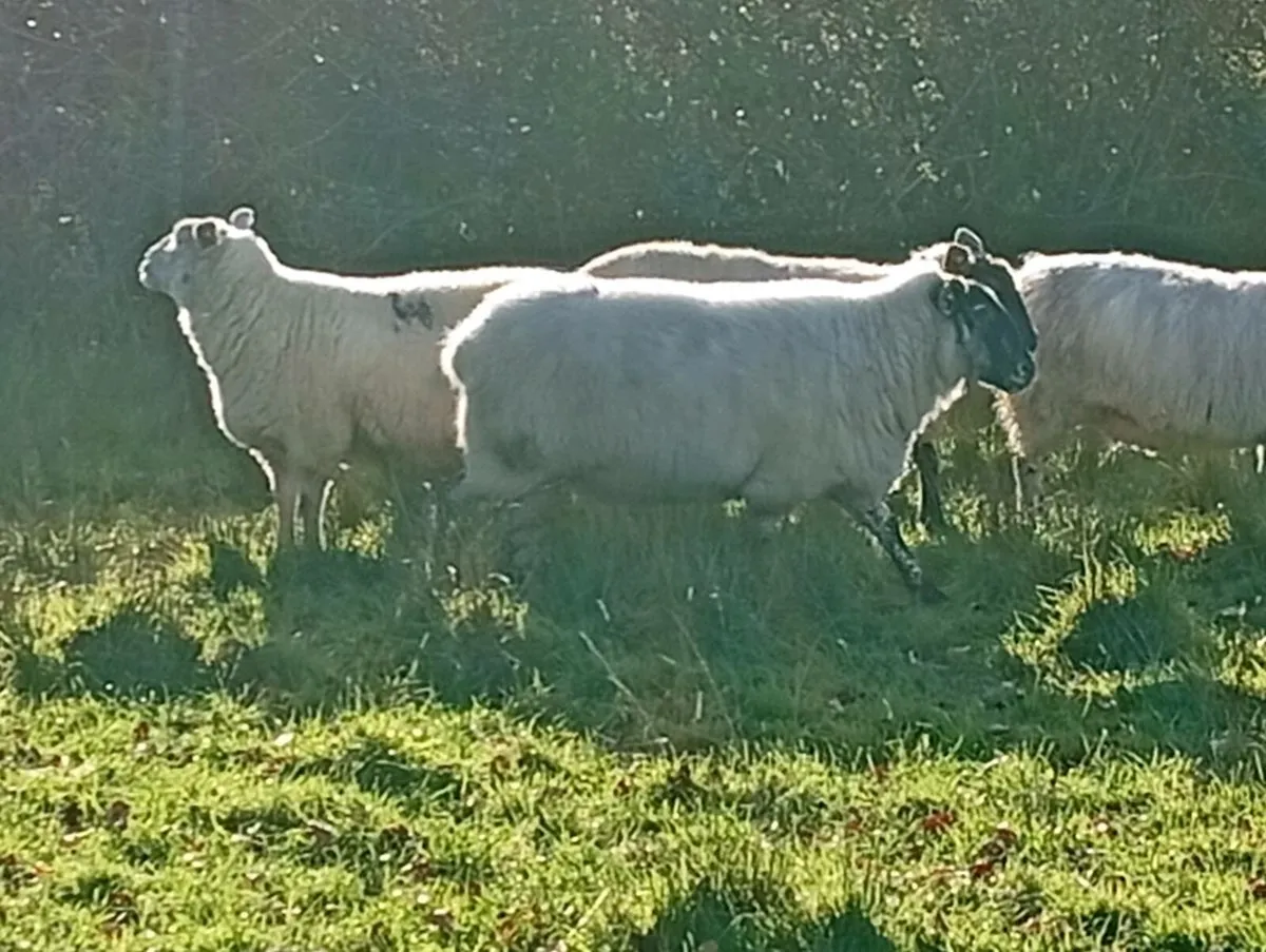 Ewes inlamb - Image 4