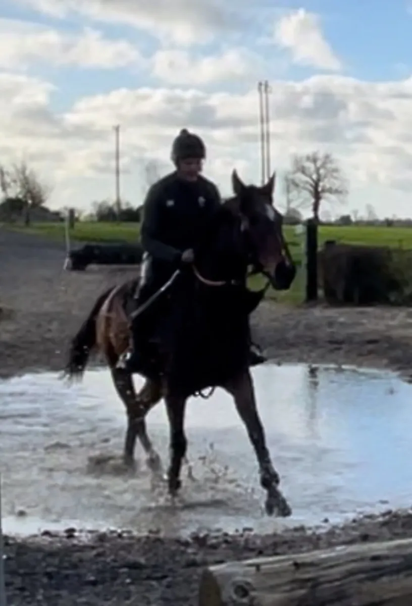 Thoroughbred gelding - Image 3