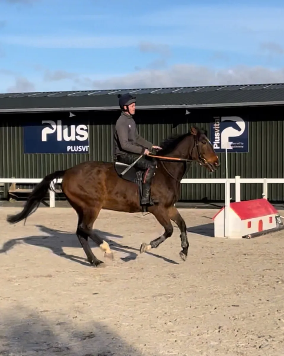 Thoroughbred gelding - Image 4