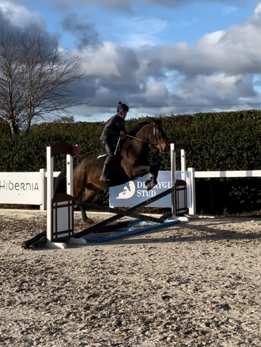 Thoroughbred gelding - Image 2