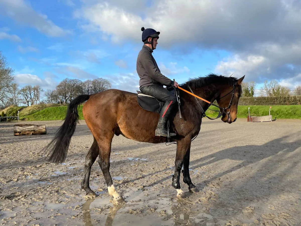 Thoroughbred gelding - Image 1