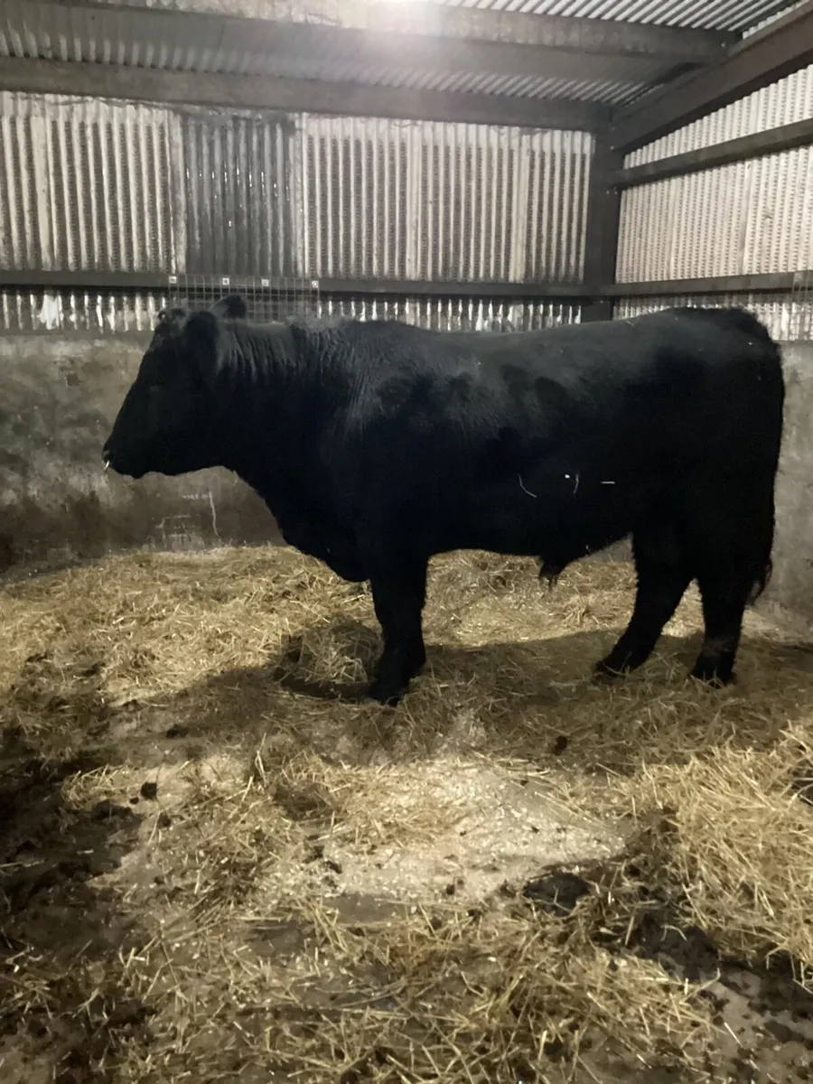 Aberdeen Angus Bull - Image 2