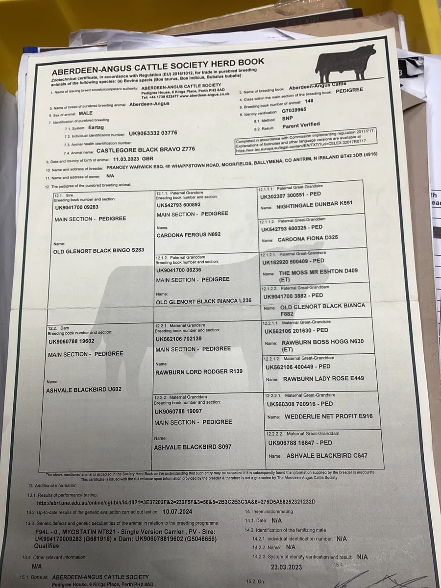 Aberdeen Angus Bull - Image 3