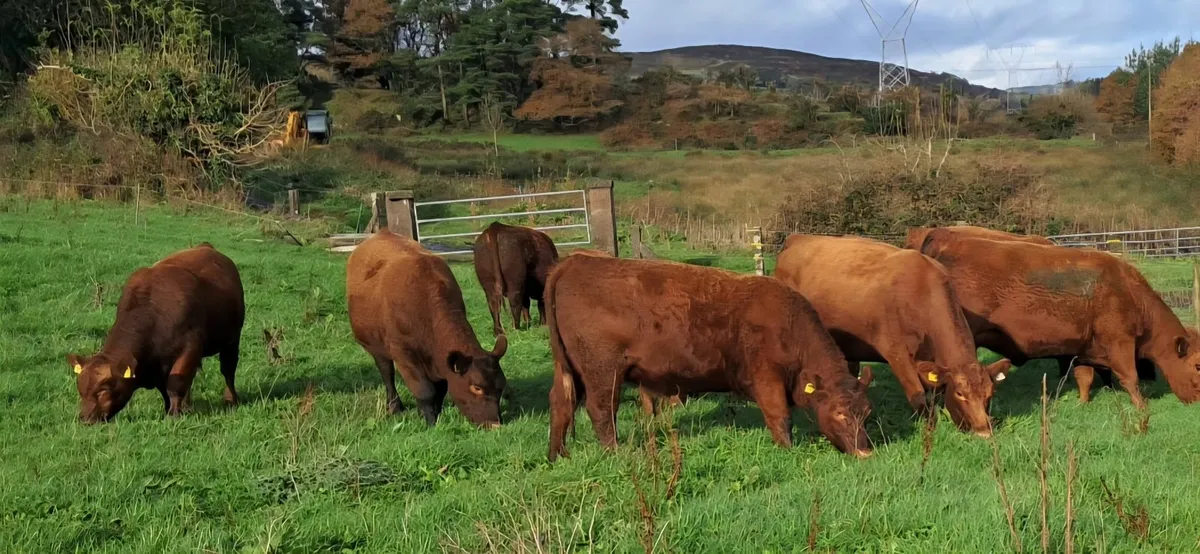 Pedigree Red Aberdeen Angus - Image 1