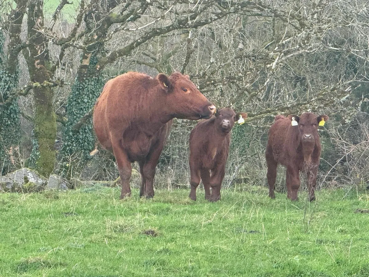 Pedigree Red Aberdeen Angus - Image 2