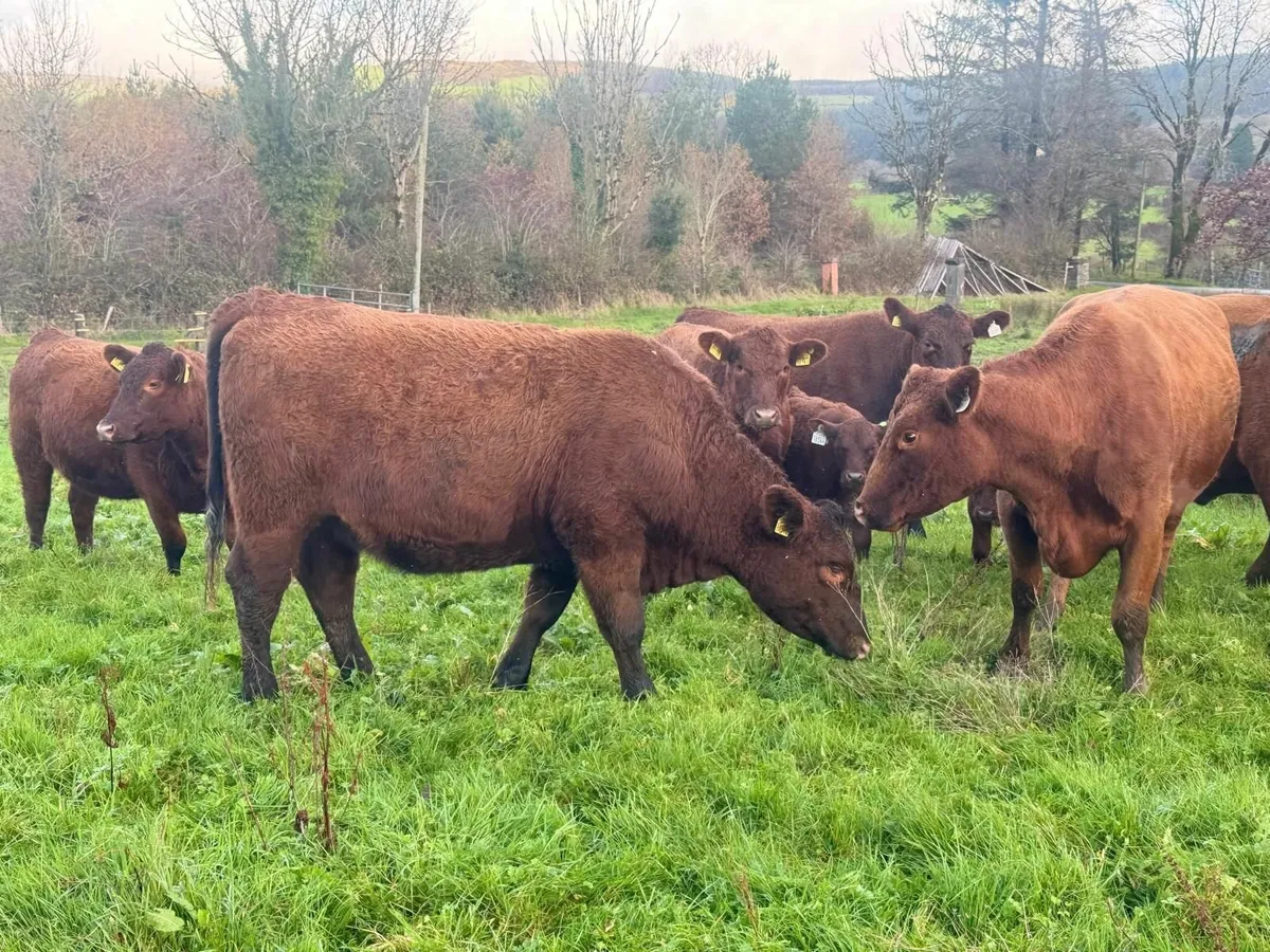 Pedigree Red Aberdeen Angus - Image 3