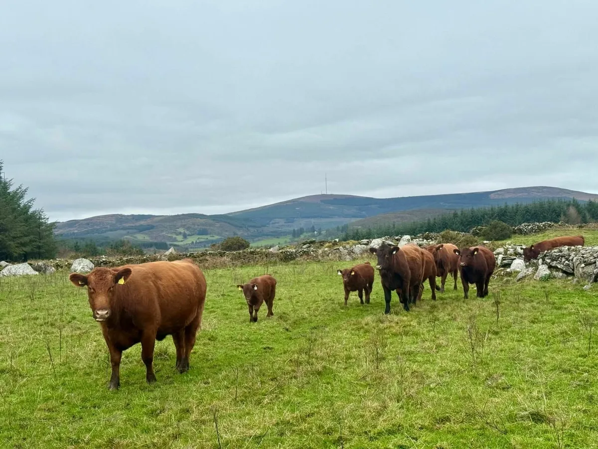 Pedigree Red Aberdeen Angus - Image 4