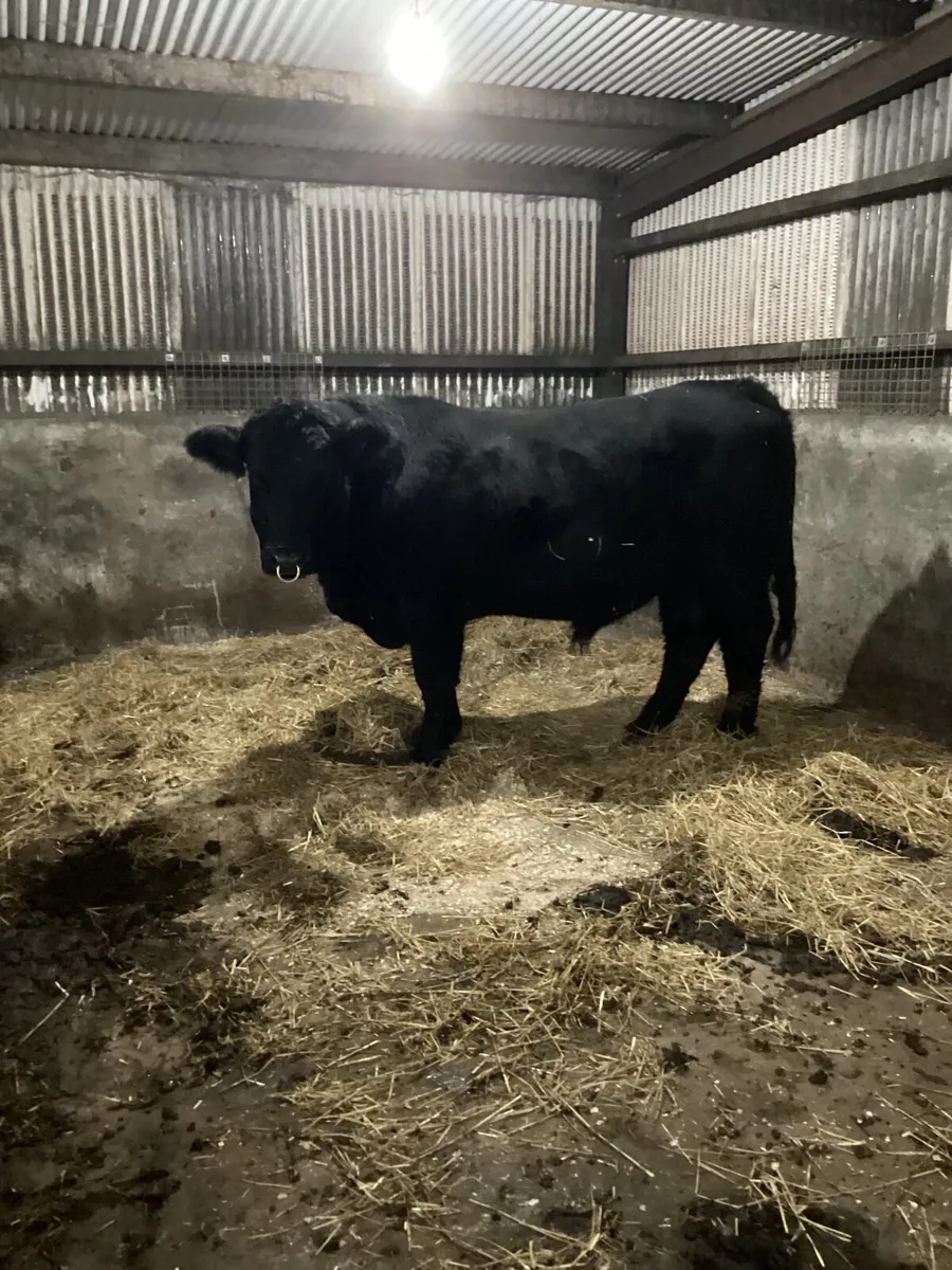 Aberdeen Angus Bull - Image 1