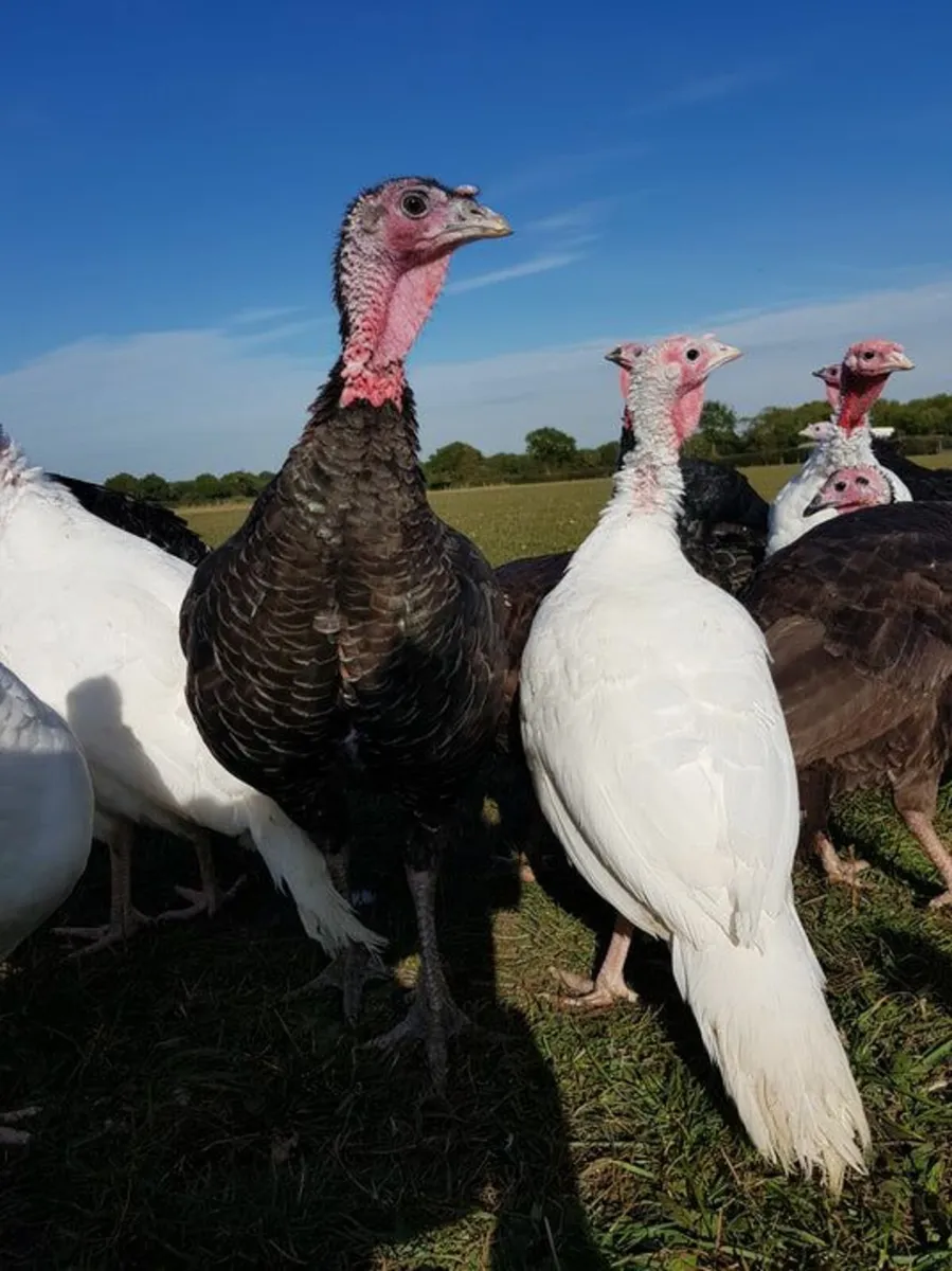 Turkeys