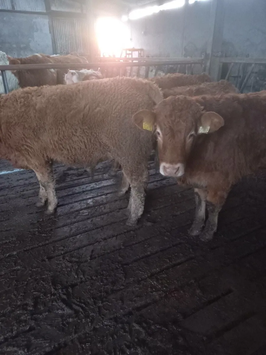 Weanlings Bulls - Image 4