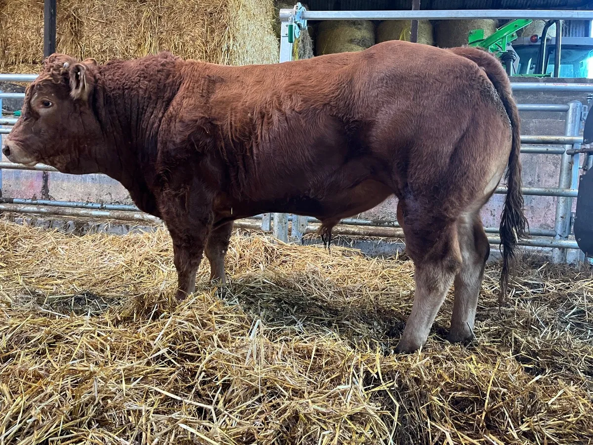 Limousin Bull Scep Eligible 4 Star - Image 1