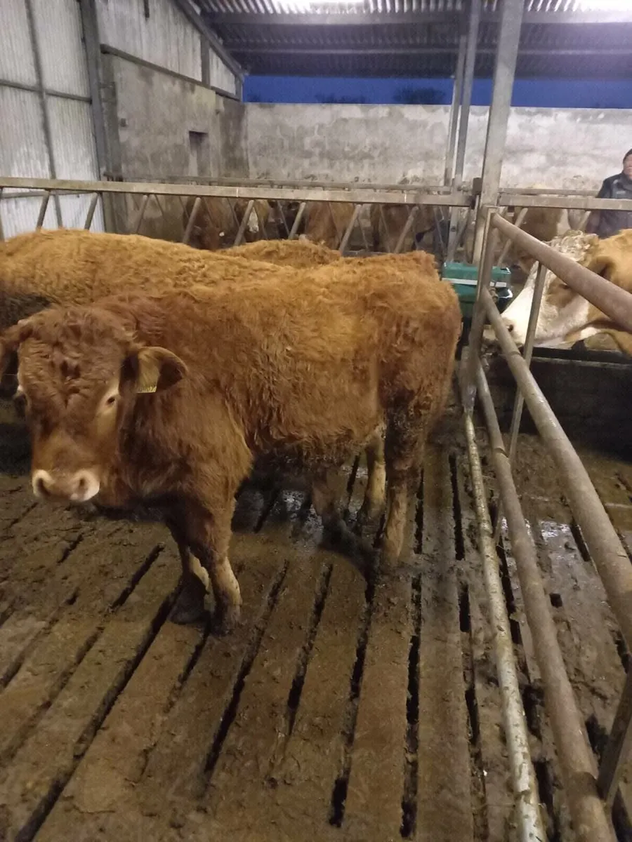 Weanlings Bulls - Image 1