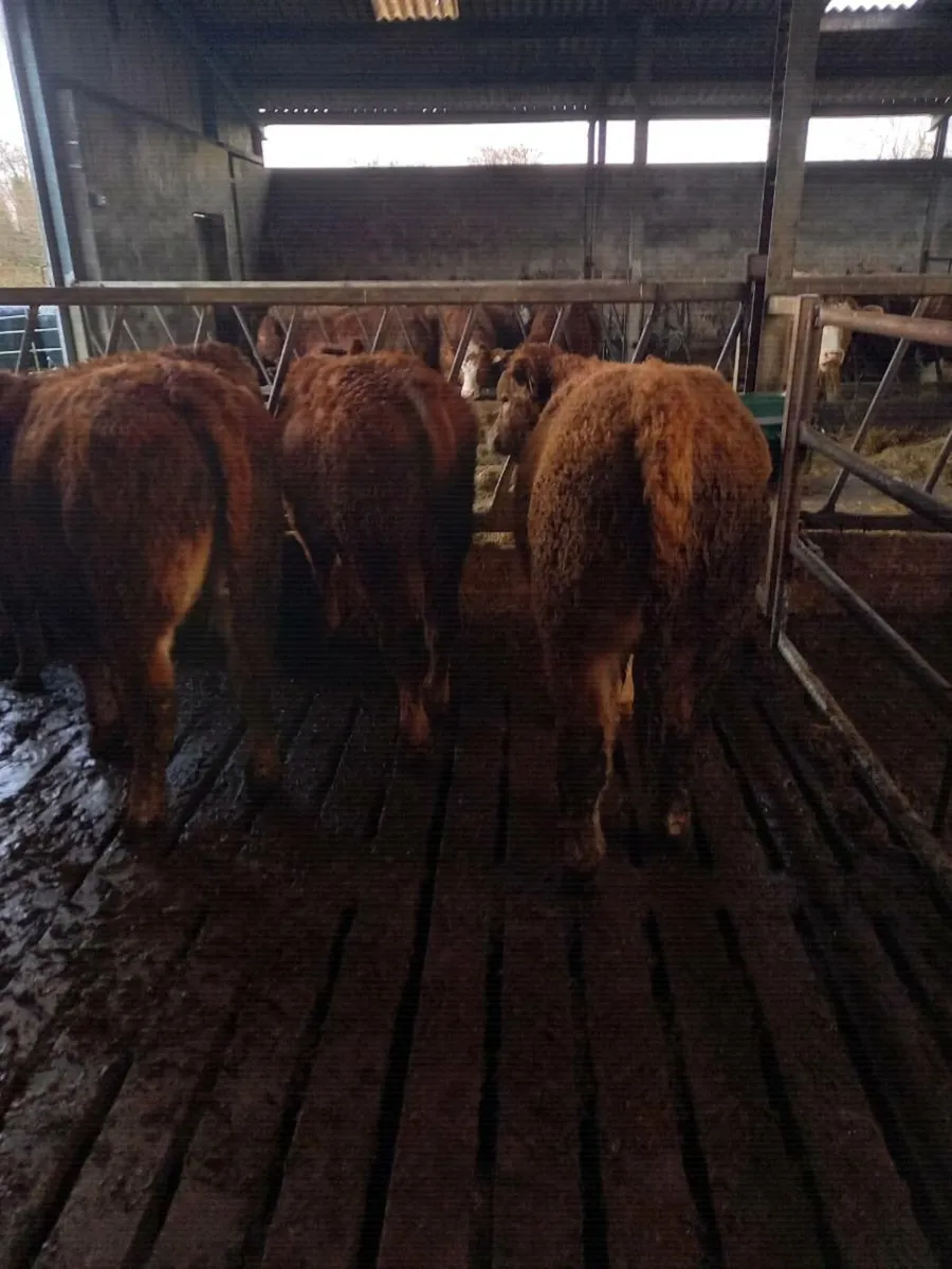 Weanlings Bulls - Image 2