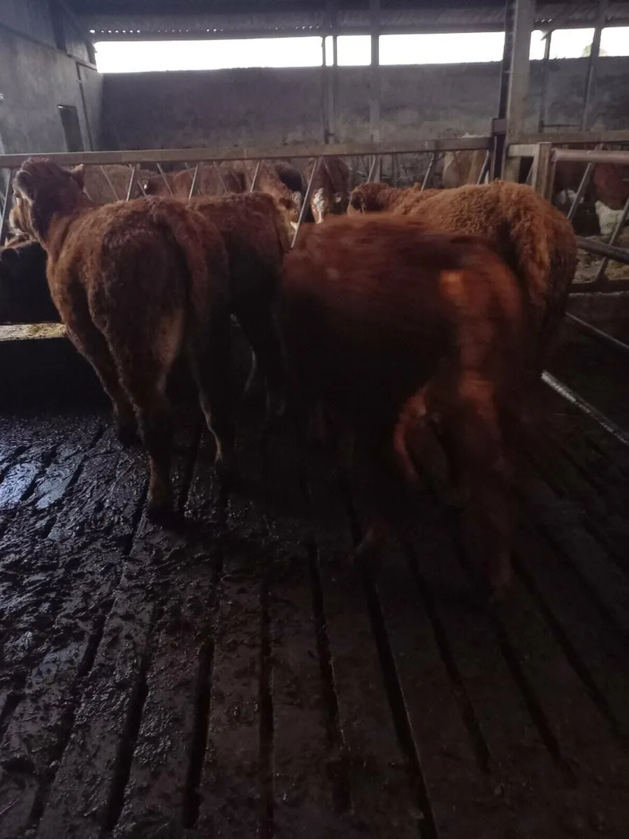 Weanlings Bulls - Image 3