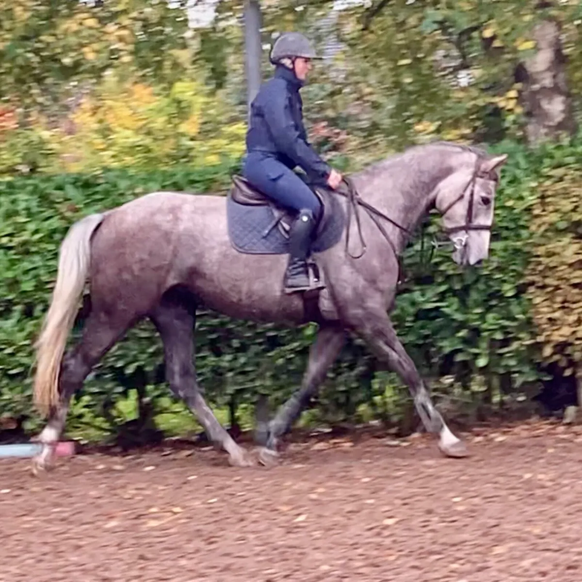 ⭐️Top potential 4yo mare⭐️ - Image 1