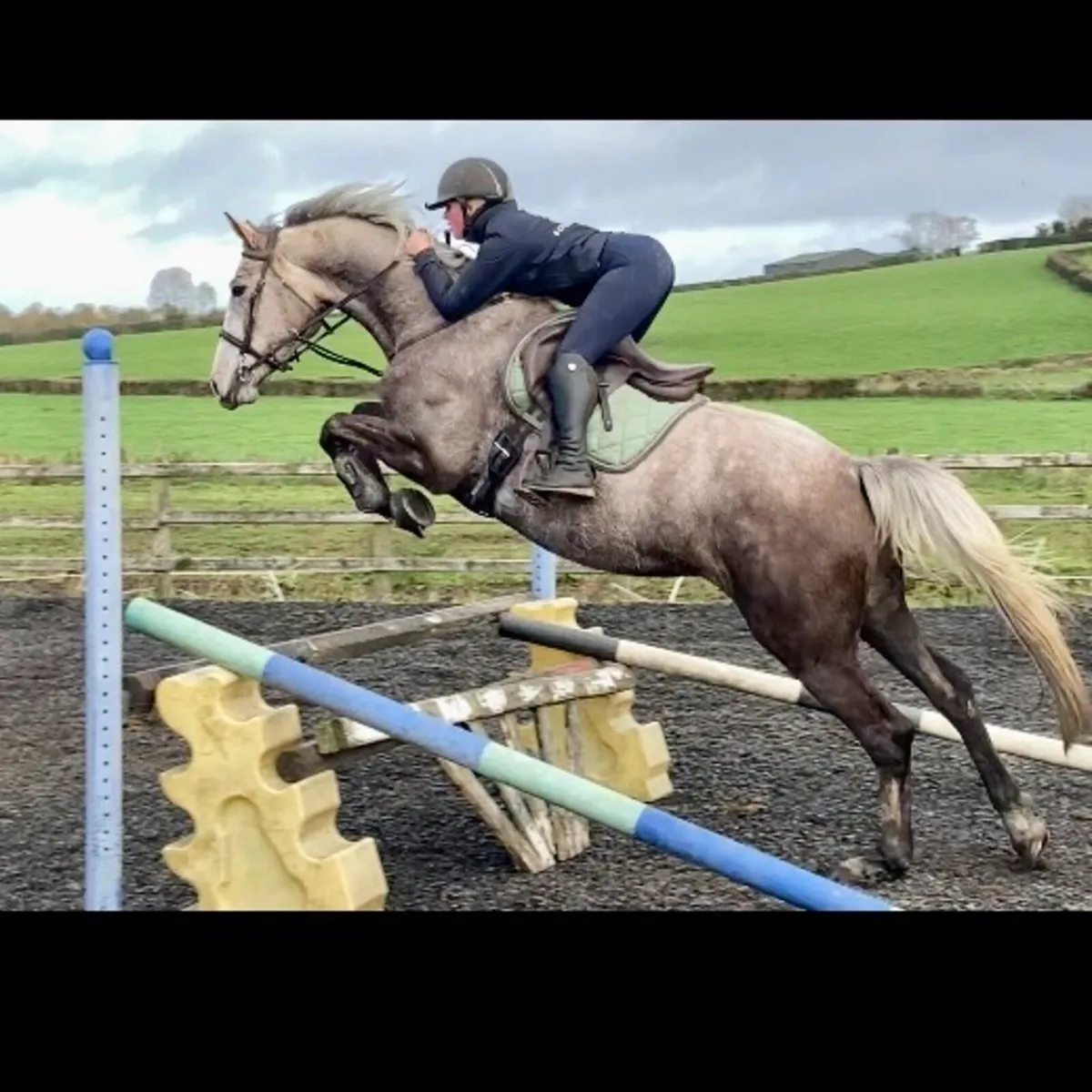 ⭐️Top potential 4yo mare⭐️ - Image 2