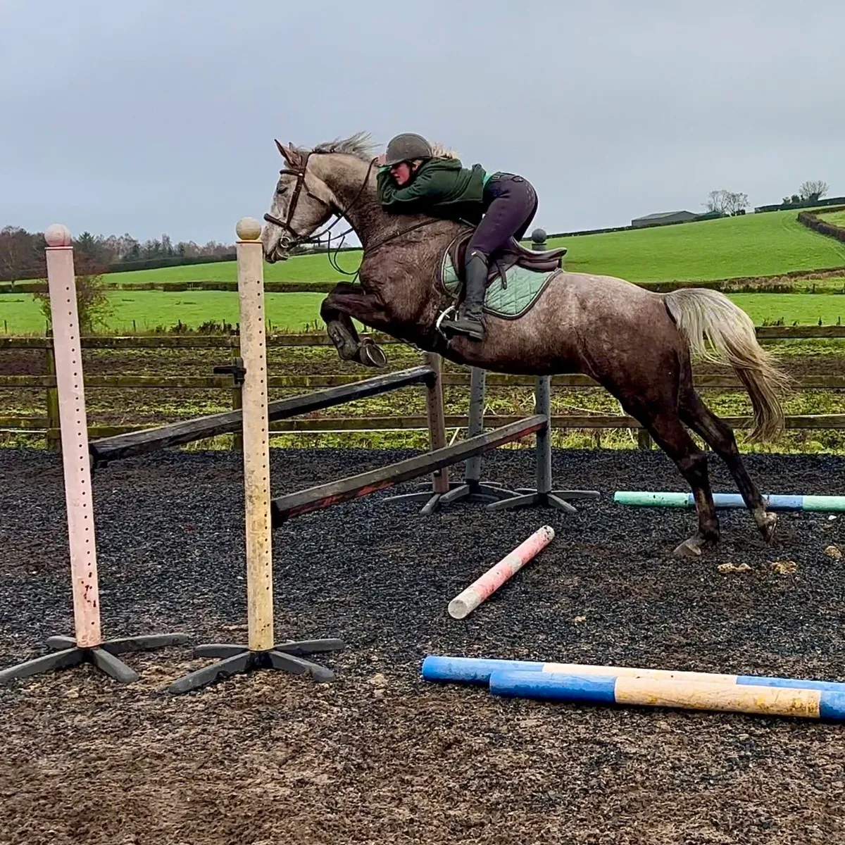 ⭐️Top potential 4yo mare⭐️ - Image 3