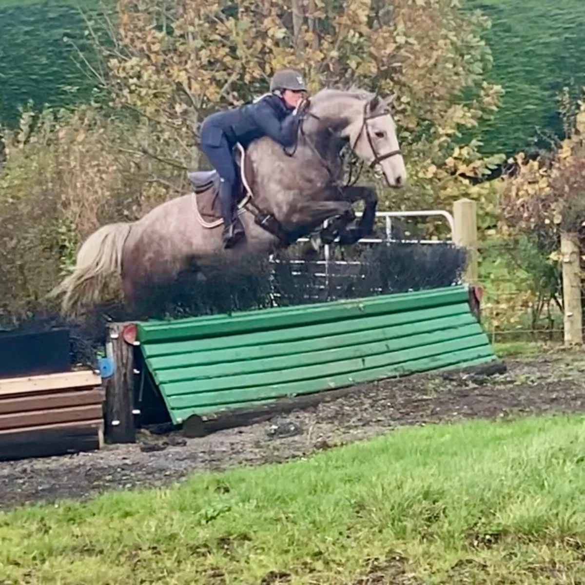 ⭐️Top potential 4yo mare⭐️ - Image 4