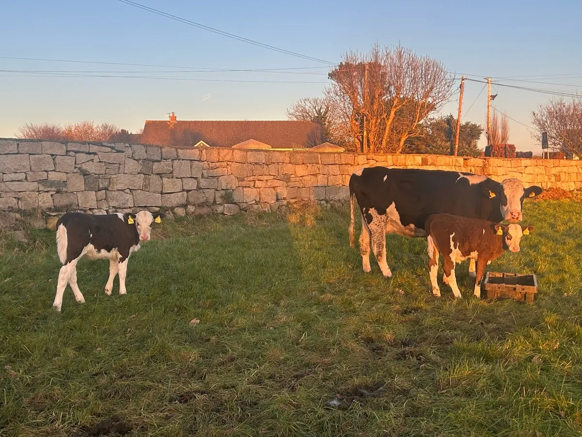 Sim Cow and 2x calves. - Image 1