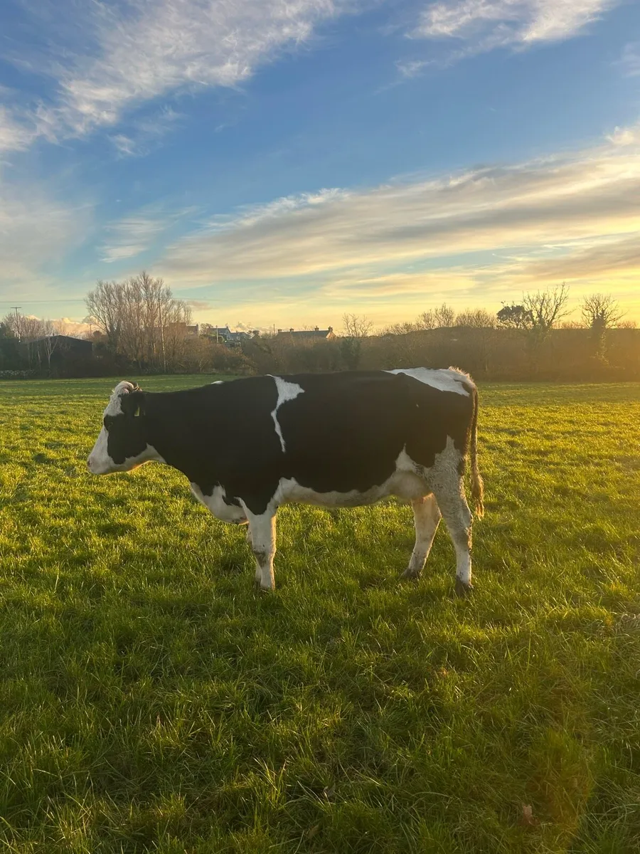 Sim Cow and 2x calves. - Image 2