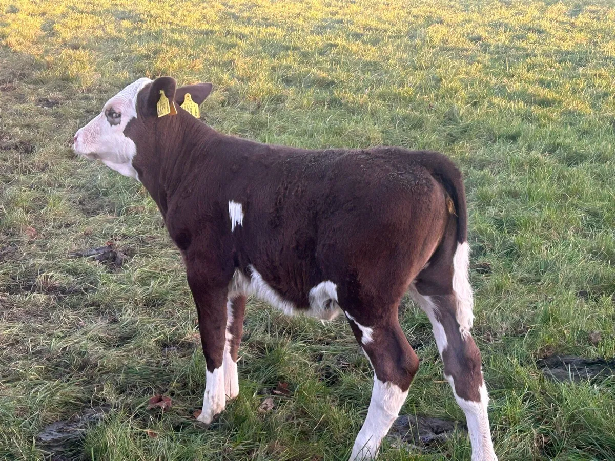 Sim Cow and 2x calves. - Image 3