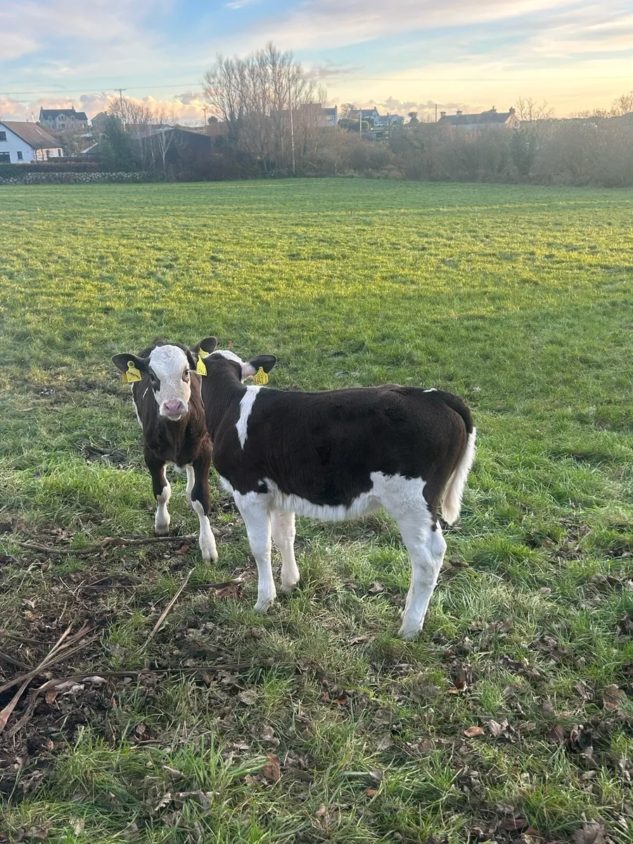 Sim Cow and 2x calves. - Image 4