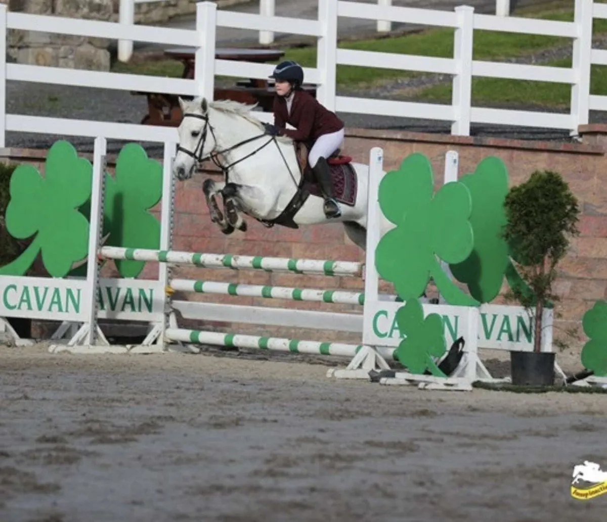 13.2 7 year old Connemara mare - Image 1