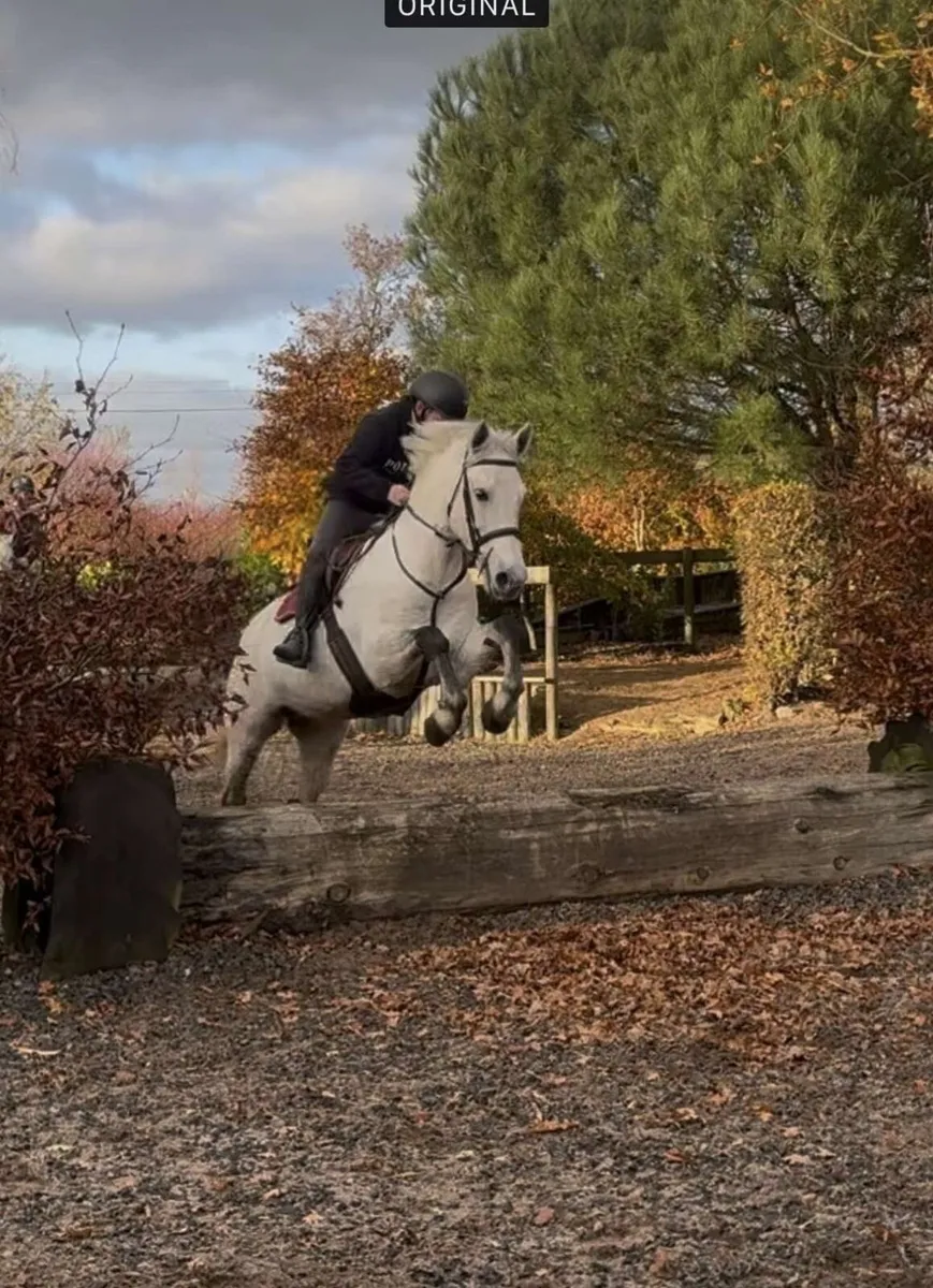 13.2 7 year old Connemara mare - Image 2