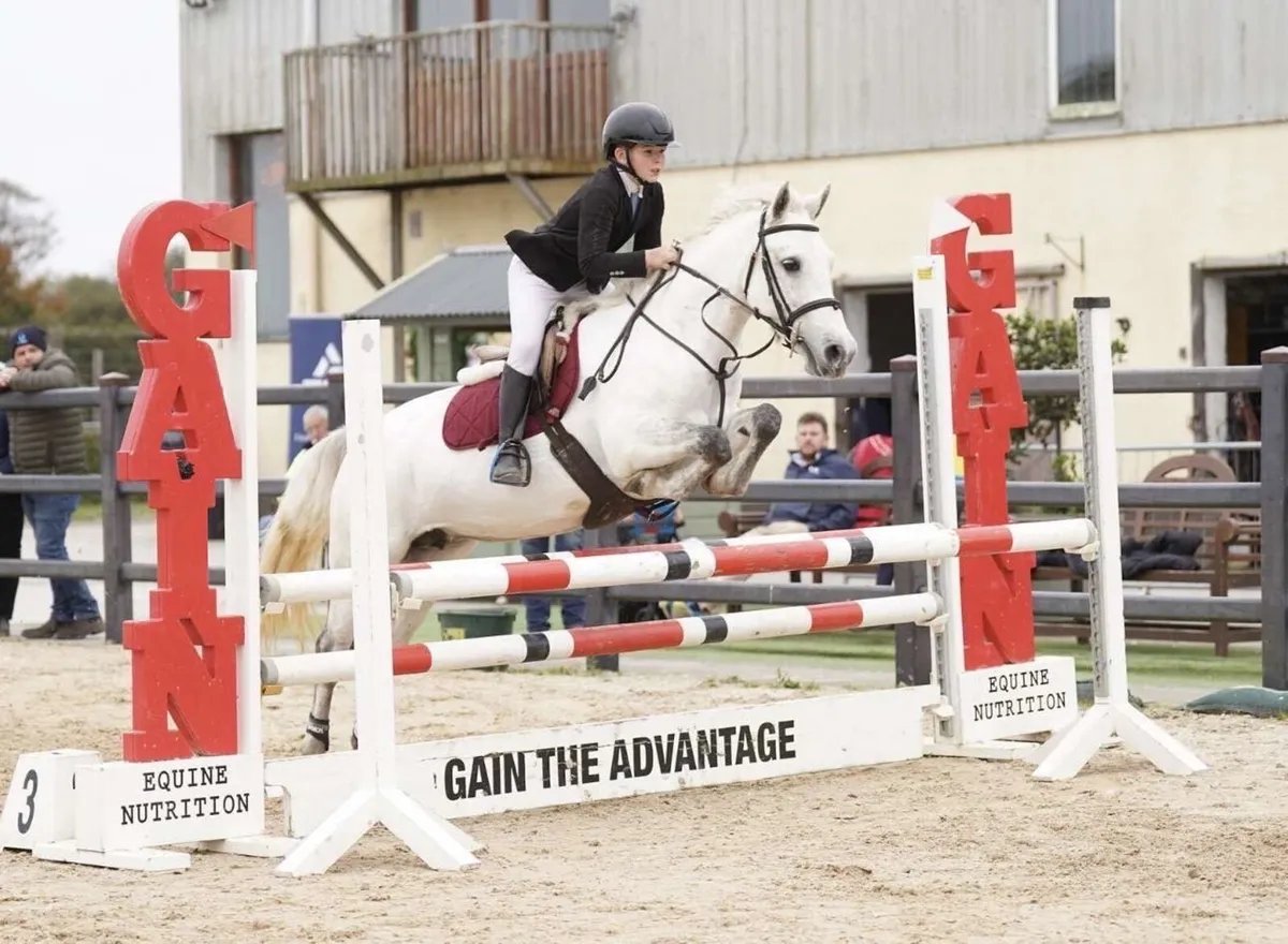 13.2 7 year old Connemara mare - Image 3