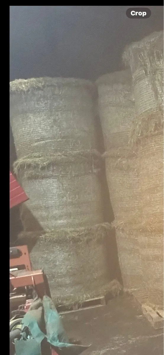 Hay - Image 1