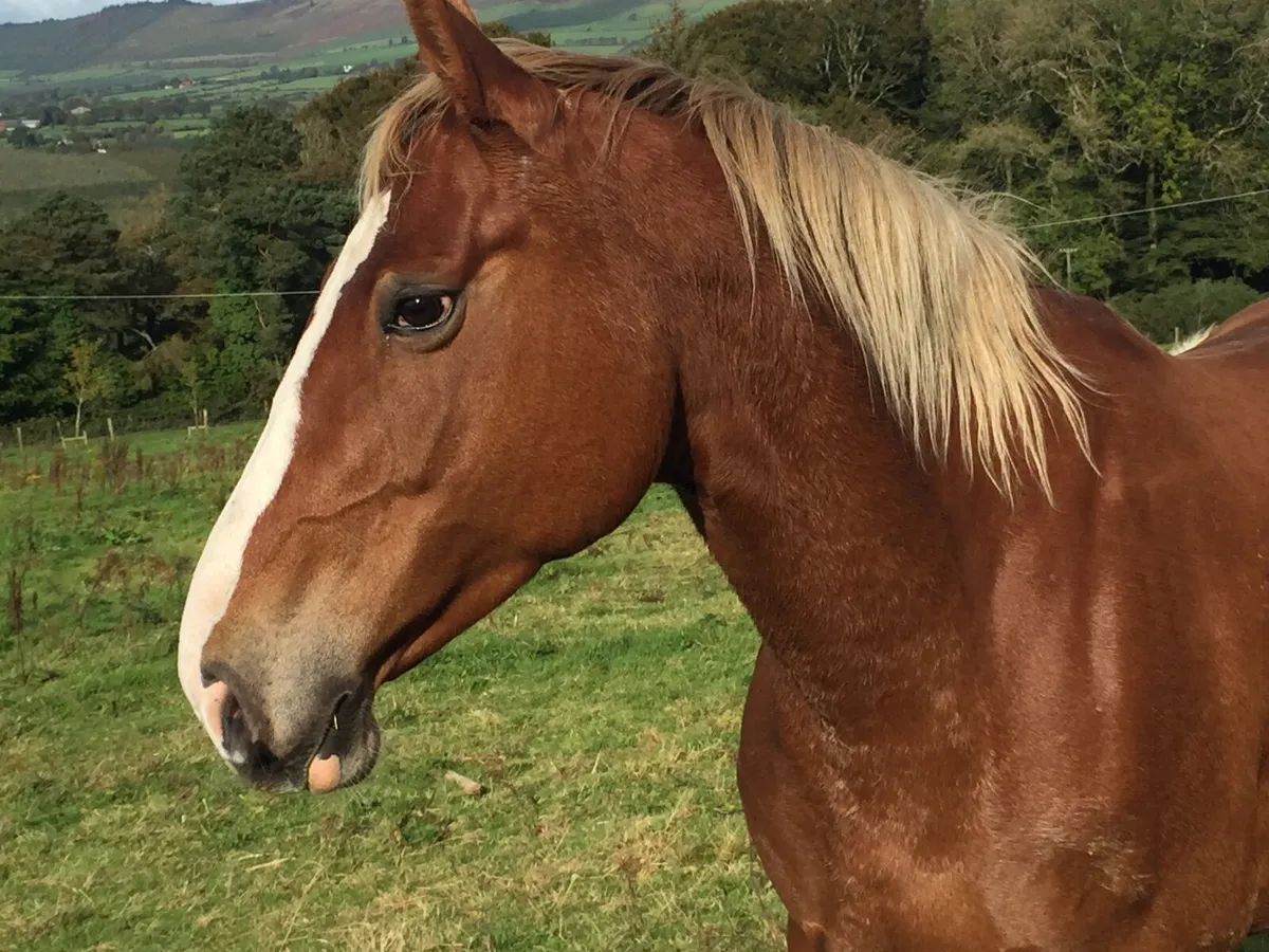 Ideal beginner Horse - Image 3