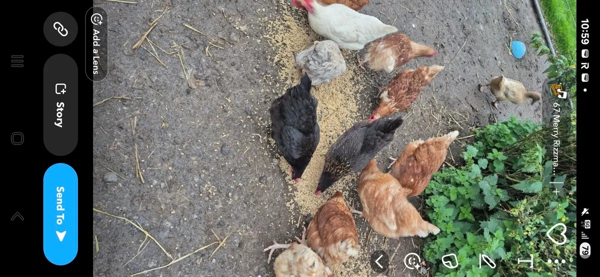 Chickens