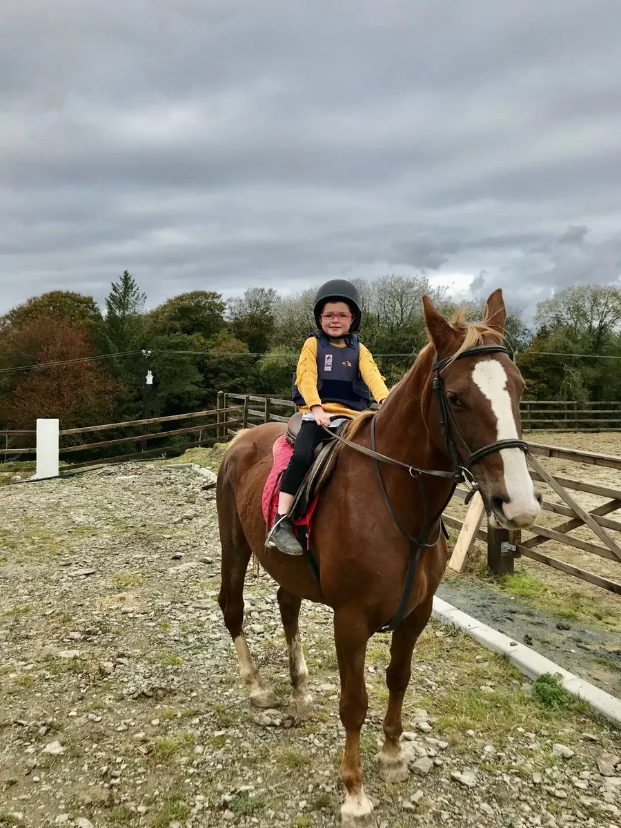 Ideal beginner Horse - Image 2