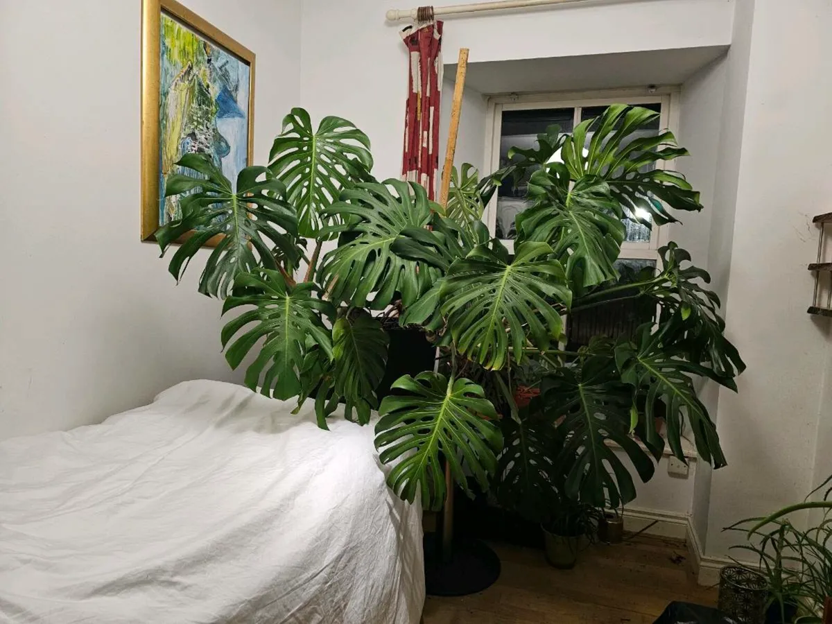 Giant Monstera - Image 1