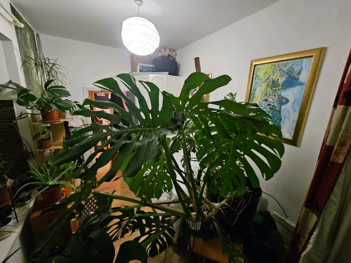 Giant Monstera - Image 2