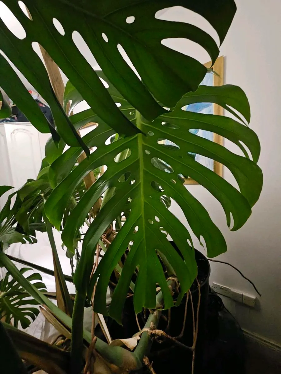 Giant Monstera - Image 3