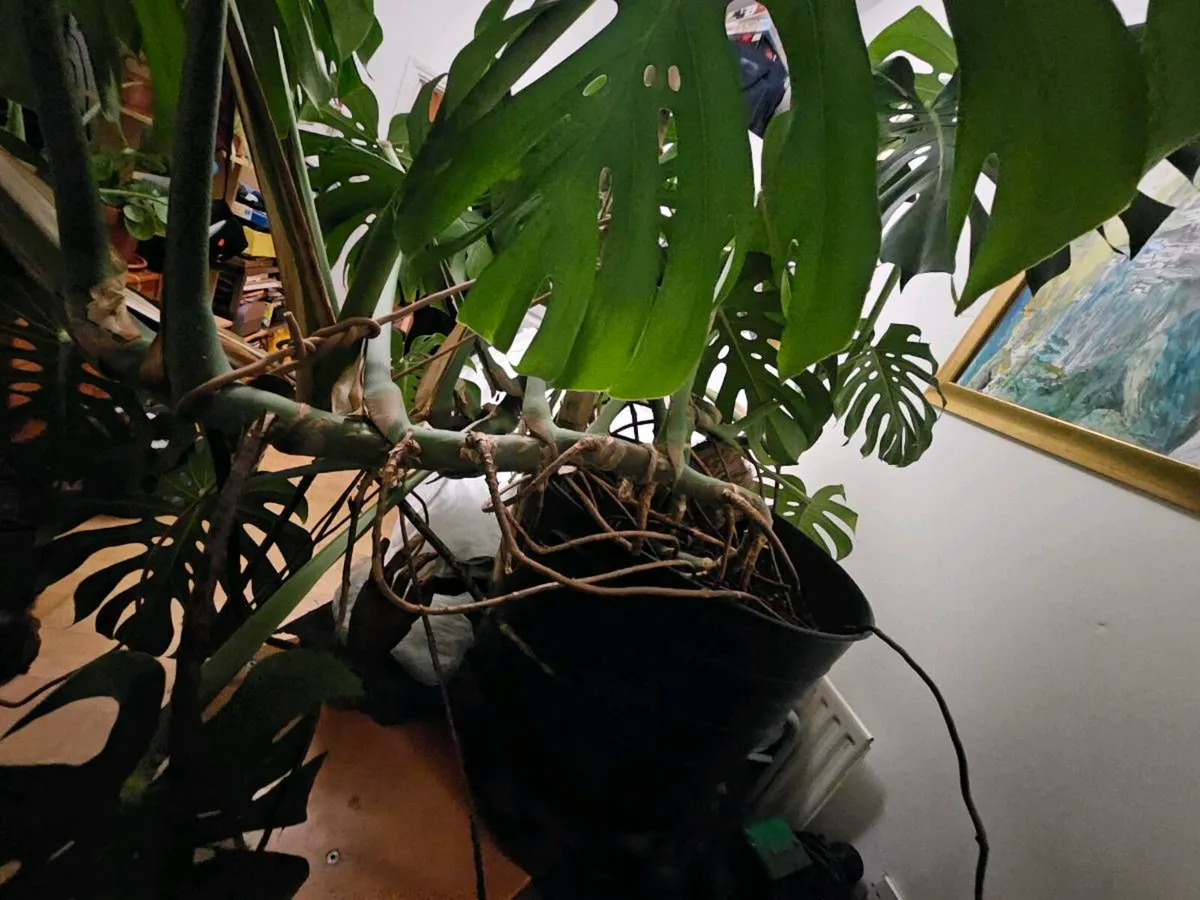 Giant Monstera - Image 4
