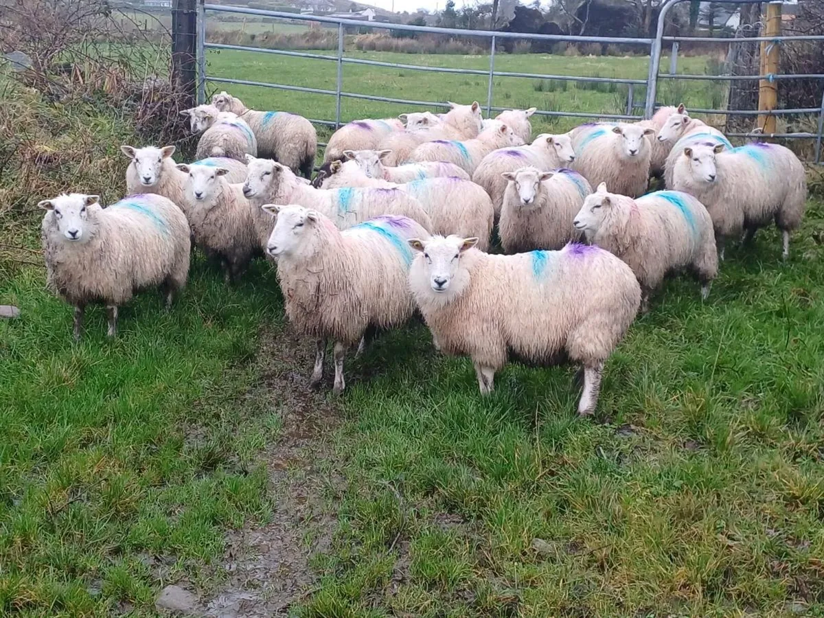 22 Ewe Lambs - Image 1
